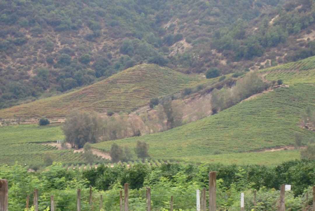 first-vineyard-02.jpg