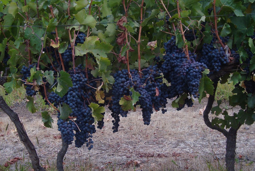 first-vineyard-13.jpg