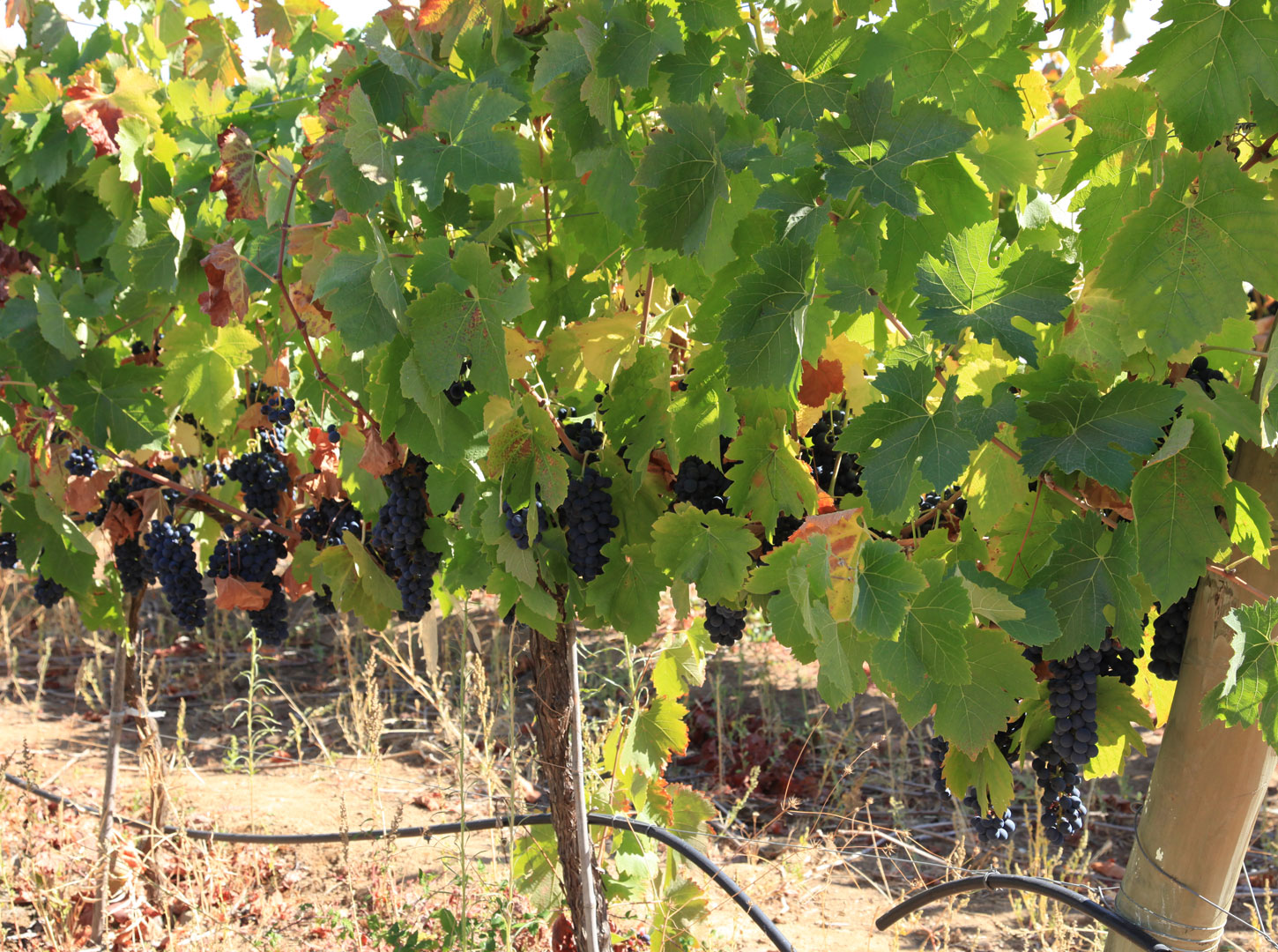 vineyards-preview-image-01