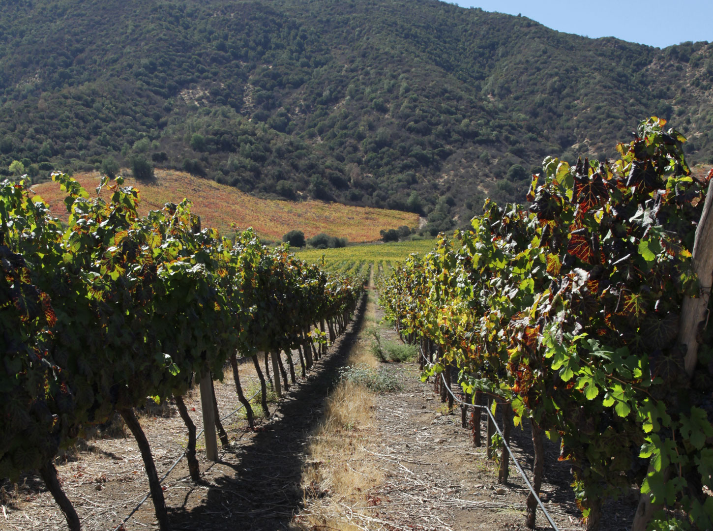 vineyards-preview-image-02